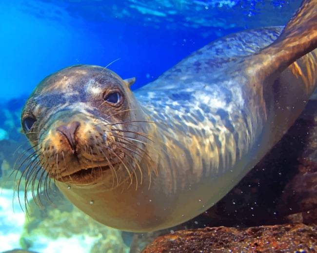 Sea Lion Galapagos Island paint by numbers