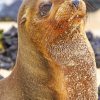 sea lion paint by numbers