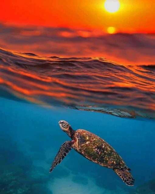 Sea Turtle And Sunset paint by numbers