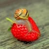 Snail On Strawberry paint by numbers