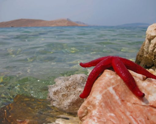 Starfish On Shore Rocks paint by numbers