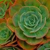 Green Succulent Flowers paint by numbers