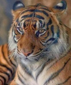 Sumatran Tiger Animal paint by numbers