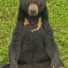 Sun Bear In The Forest paint by numbers