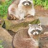 Texas Raccoons paint by numbers