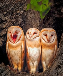 Three Owl Babies paint by numbers