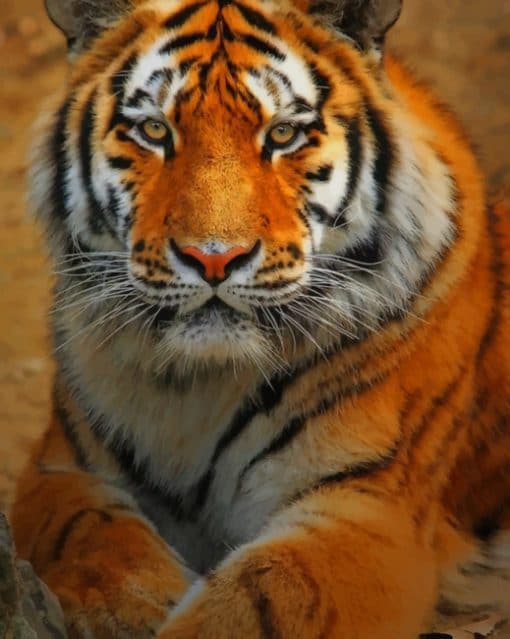Tiger Animal paint by numbers