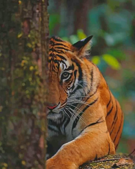 Tiger In The Forest - Animals Paint By Numbers - NumPaint - Paint by numbers