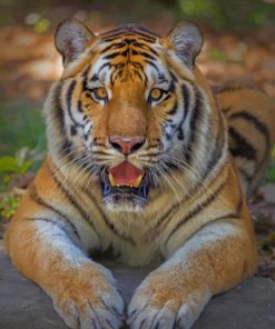 Tiger Looking With Open Mouth paint by numbers