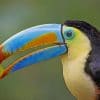 Toucan Colorful Bird paint by numbers