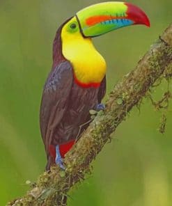 Tropical Toucan Bird paint by numbers