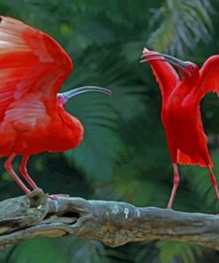 Two Scarlet Ibis Vying Space Tree Trunk paint by numbers