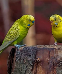 Two Yellow Budgerigars Budgie Birds paint by numbers