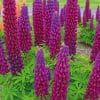 Velvet Lupine Flowers paint by numbers