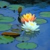 Water Lily Flower paint by numbers