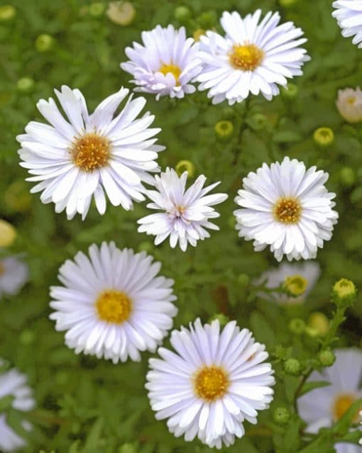 White Aster Flower paint by numbers