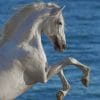 Arabian White Horse IN Sea