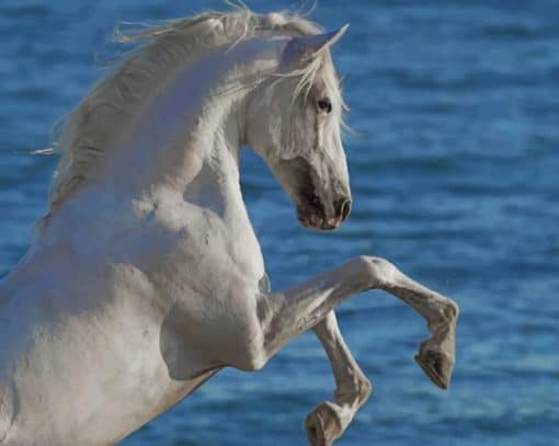 Arabian White Horse IN Sea