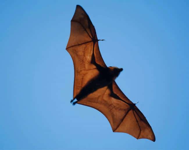 Wide Winged Bat Flies paint by numbers