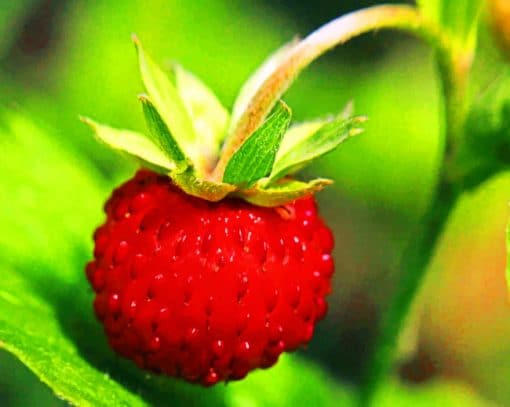 Wild Strawberry Ripe paint by numbers