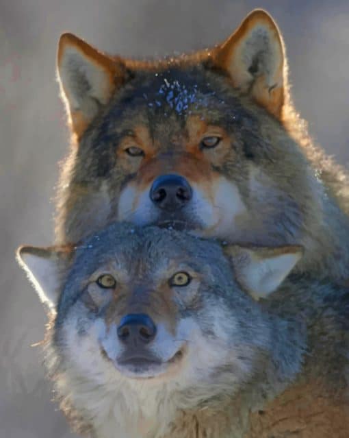 Wolf Couple paint by numbers