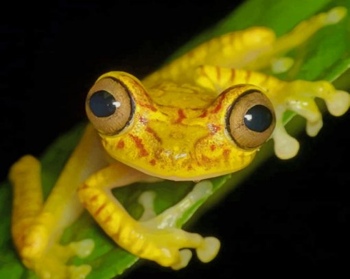 Yellow Frog On Green Leaf Plant paint by numbers