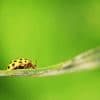 Yellow Ladybug Insect Eating Leaf Plants paint by numbers
