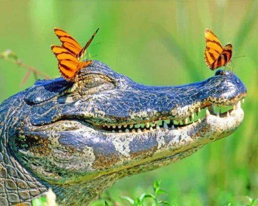 Alligator With Butterflies Paint By Numbers