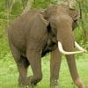 Asian Elephant In Forest paint by numbers
