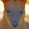 Australian Kangaroo paint by numbers