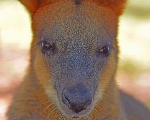 Australian Kangaroo paint by numbers