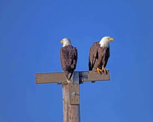 Bald Eagle Couple paint by numbers