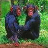 Black Monkey Siblings paint by numbers