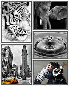 Black and White