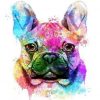 French Bulldog Colorful