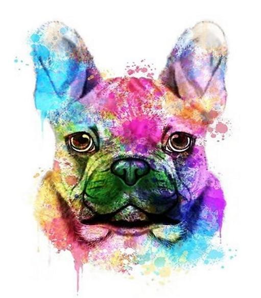 French Bulldog Colorful