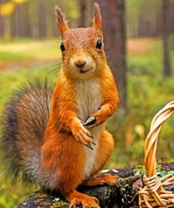 Brown Squirrel Paint By Numbers