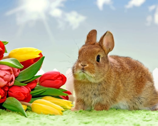 Bunny With Flowers paint by numbers