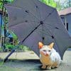 Cat Under Umbrella paint by numbers