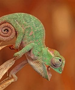 Chameleon Species Macro paint by numbers