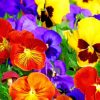 Colorful Pansies Paint By Numbers