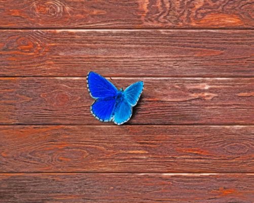 Common Blue Butterfly - Insects Paint By Numbers - Num Paint Kit