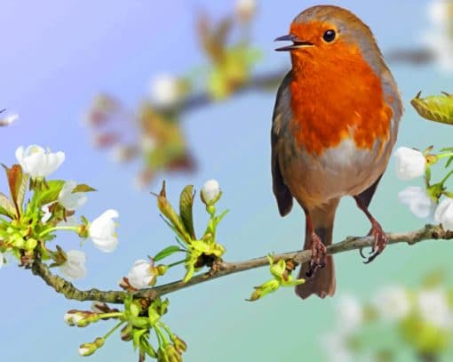European Robin Paint By Numbers