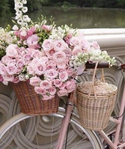 Pink Roses in Bike Paint By Numbers