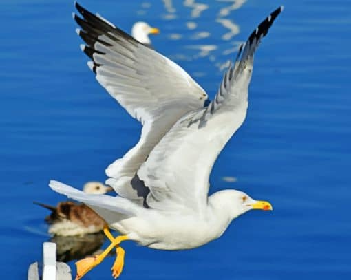 Sea Gull Flight Paint By Numbers