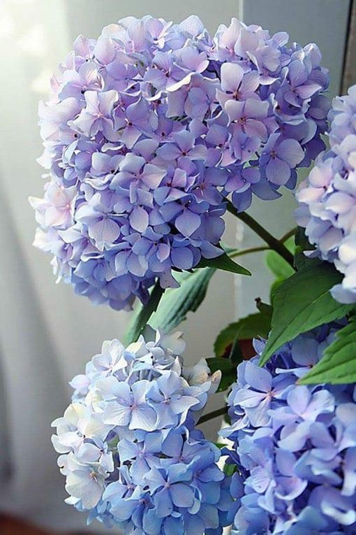 Happily Hydrangea Paint By Numbers