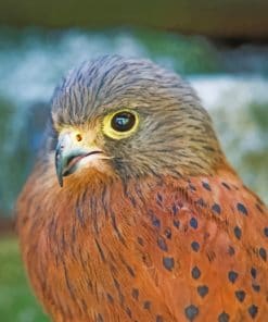 Hawk Bird Species paint by numbers