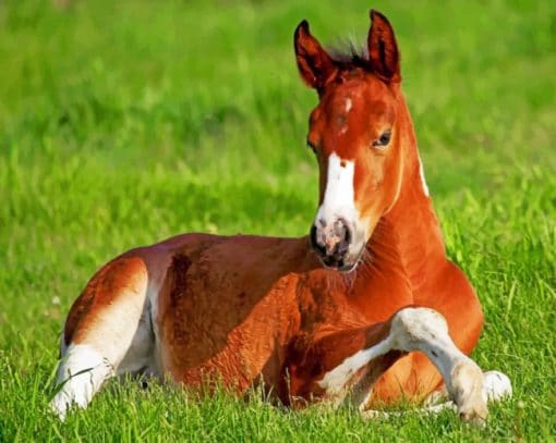 Horse Stallion In Grass paint by numbers
