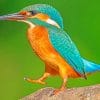 Kingfisher Standing On Rock paint by numbers