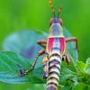Locust Grasshopper paint by numbers
